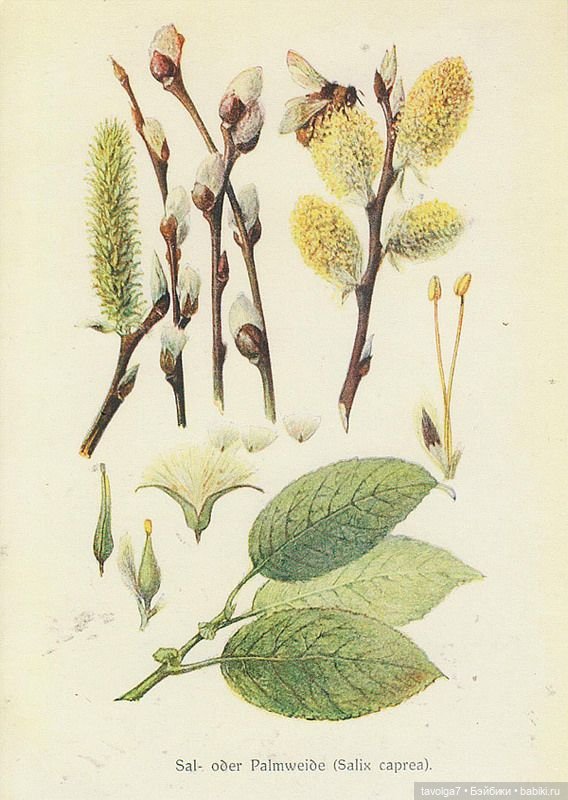 Верба - котики, вышивка, винтажные открытки (фото 5)