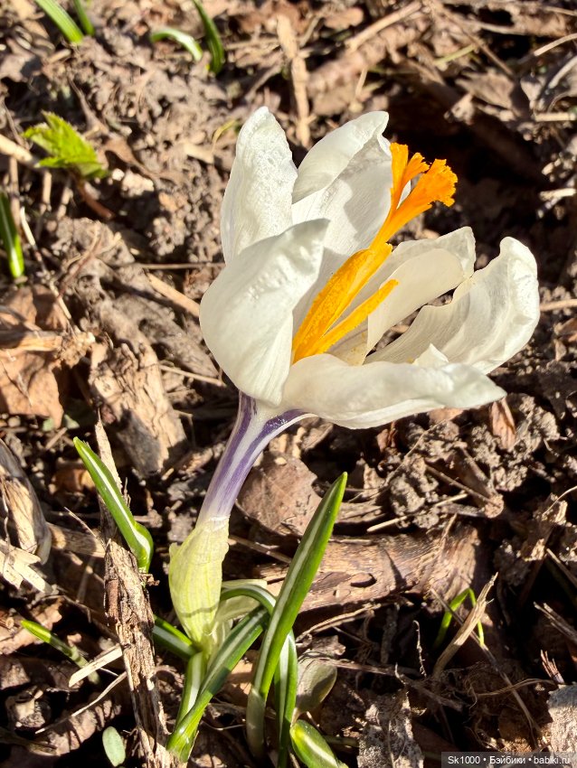 На поиски первоцветов с эльфочкой (от Инны Павловой) (фото 8)