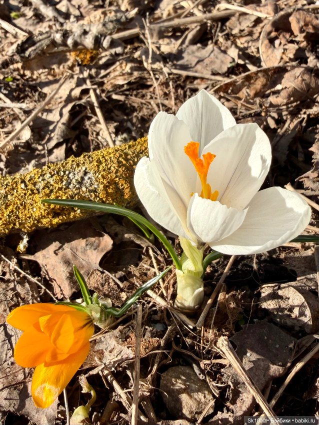 На поиски первоцветов с эльфочкой (от Инны Павловой) (фото 9)
