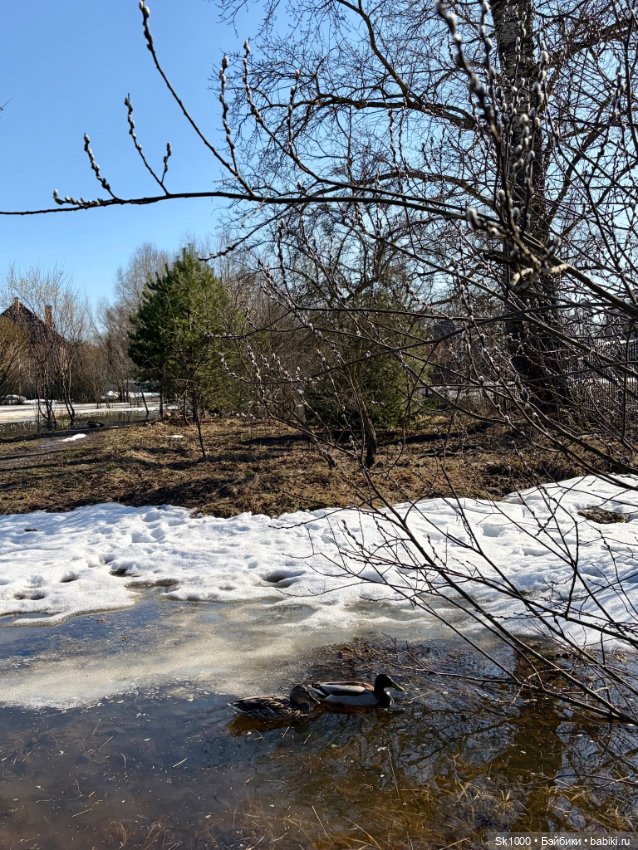 На поиски первоцветов с эльфочкой (от Инны Павловой) (фото 2)