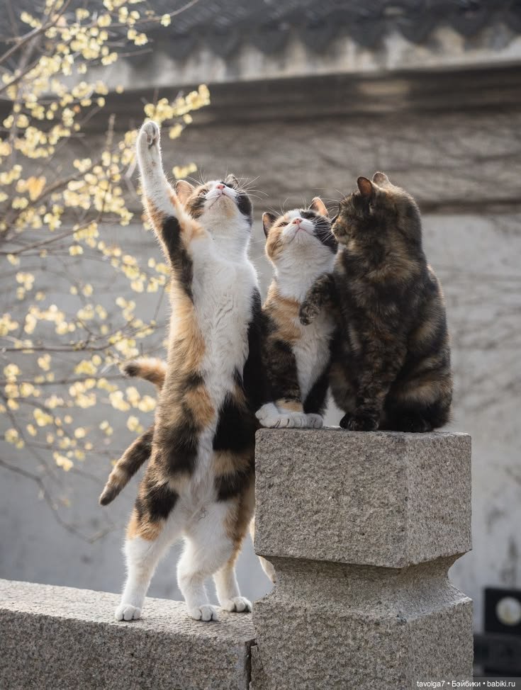 Верба - котики, вышивка, винтажные открытки