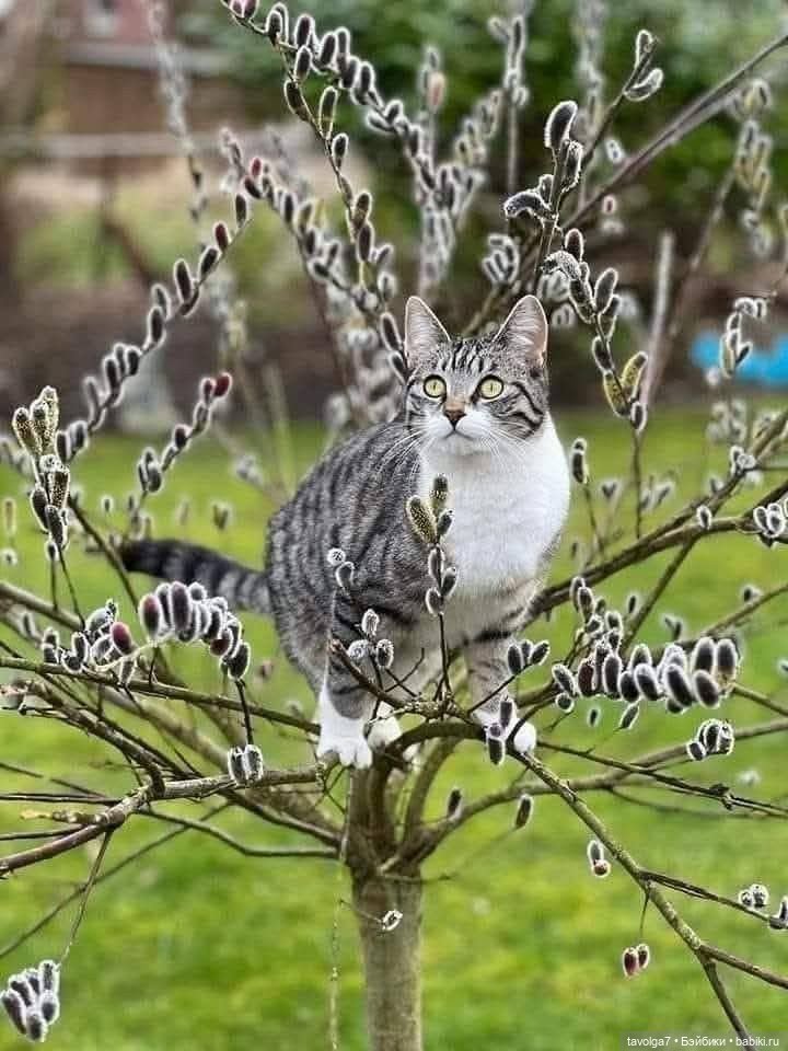 Верба - котики, вышивка, винтажные открытки