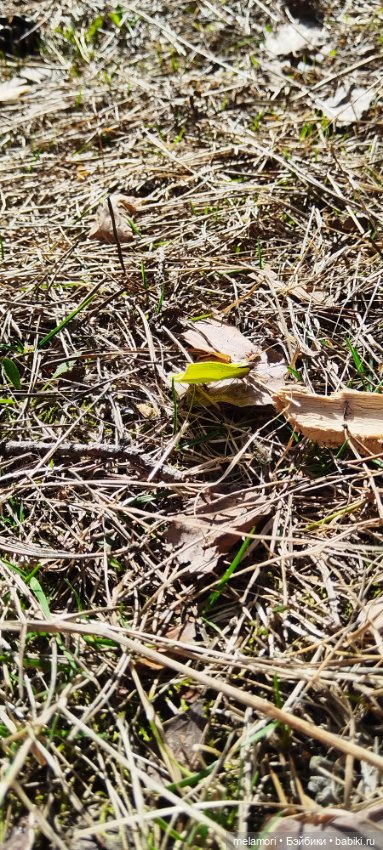 Райя и весна 🌱🌱🌱 — Куклы Paola Reina (Паола Рейна): новинки