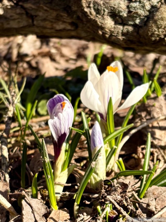 На поиски первоцветов с эльфочкой (от Инны Павловой)