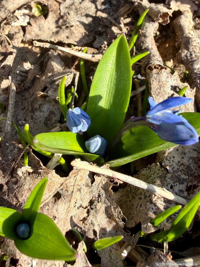 На поиски первоцветов с эльфочкой (от Инны Павловой)