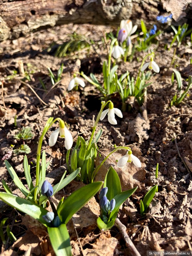 На поиски первоцветов с эльфочкой (от Инны Павловой) (фото 6)