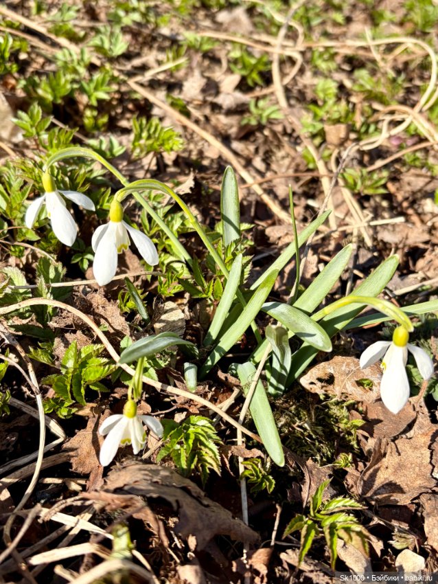 На поиски первоцветов с эльфочкой (от Инны Павловой)