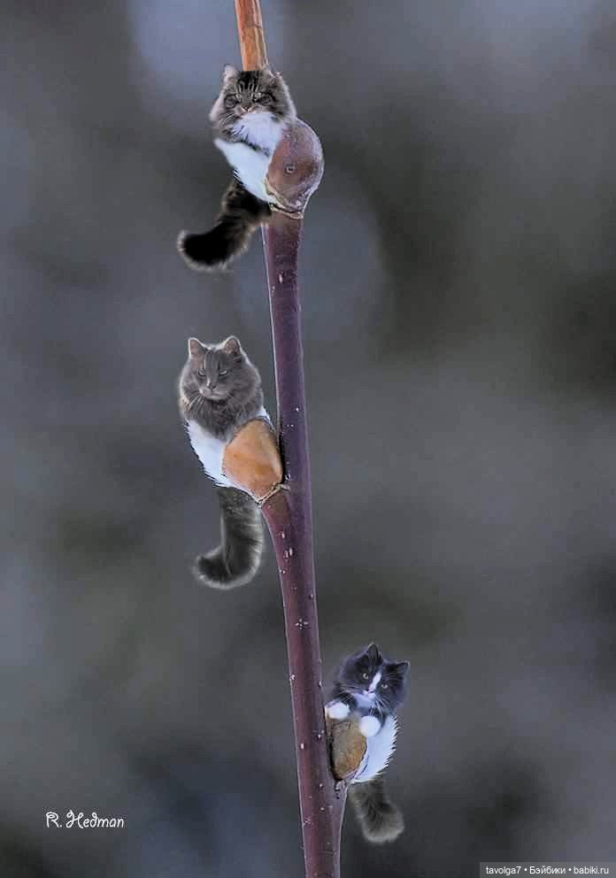 Верба - котики, вышивка, винтажные открытки