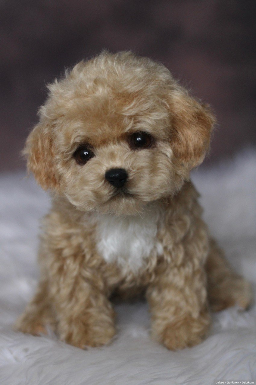 Интервью с мастером авторских игрушек - Екатериной Усенко (фото 5)