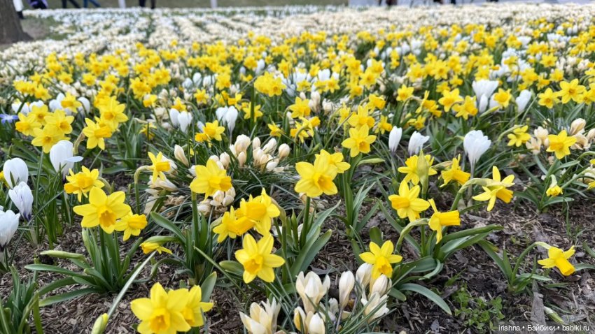 Фото с выходных: кукловстреча, Зарядье