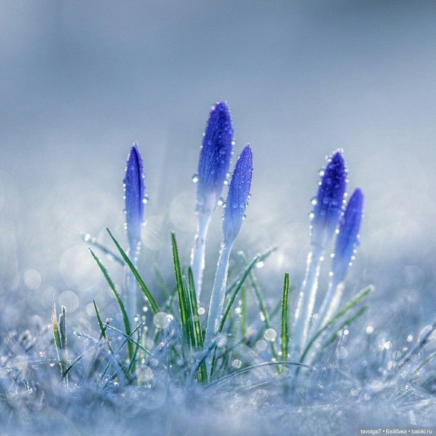 Март - цвет как категория прозрачности (фото 2)