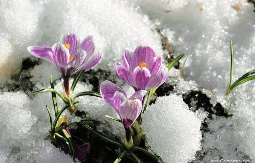 Март - цвет как категория прозрачности