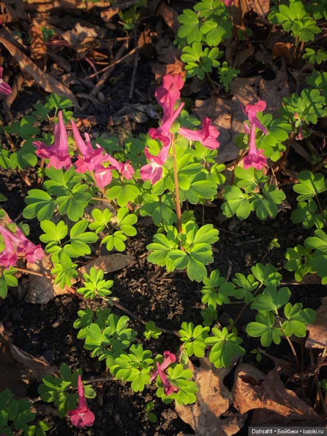 ЛуниБо — Авторские куклы BJD (БЖД) у нас дома: фото