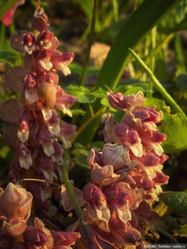 ЛуниБо — Авторские куклы BJD (БЖД) у нас дома: фото