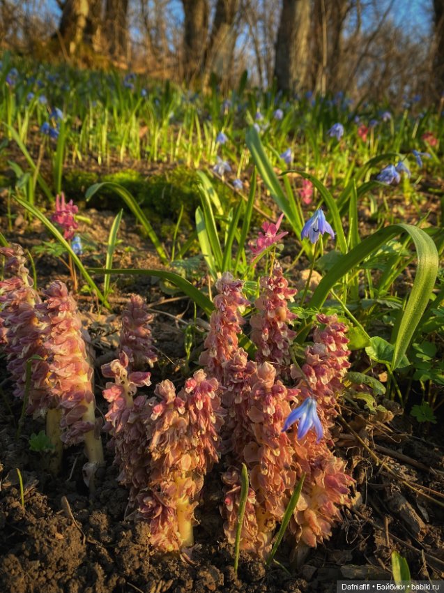 ЛуниБо — Авторские куклы BJD (БЖД) у нас дома: фото