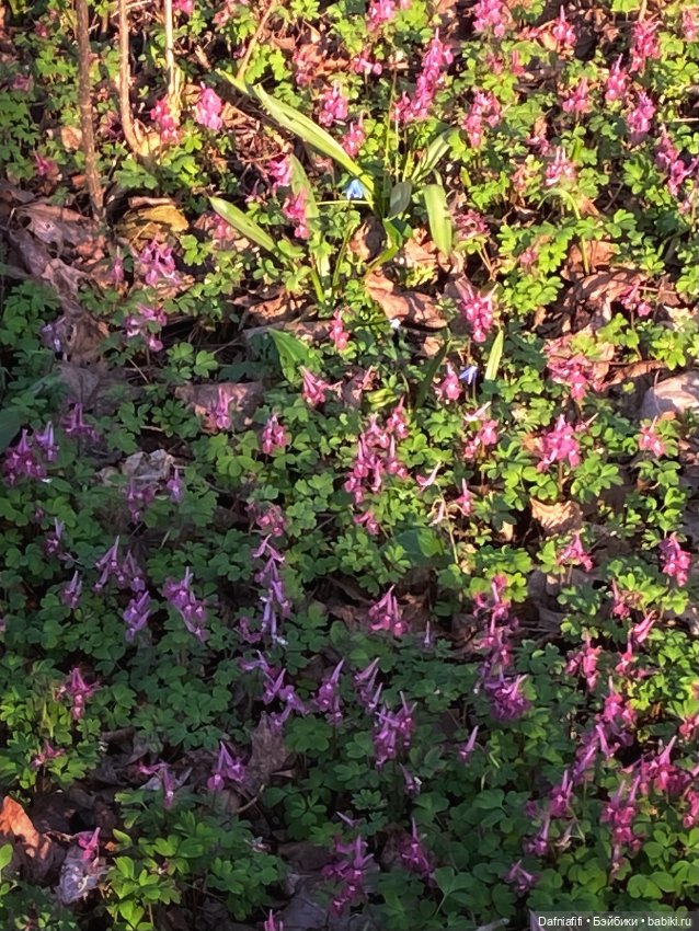 ЛуниБо — Авторские куклы BJD (БЖД) у нас дома: фото