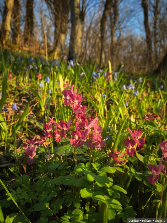 ЛуниБо — Авторские куклы BJD (БЖД) у нас дома: фото