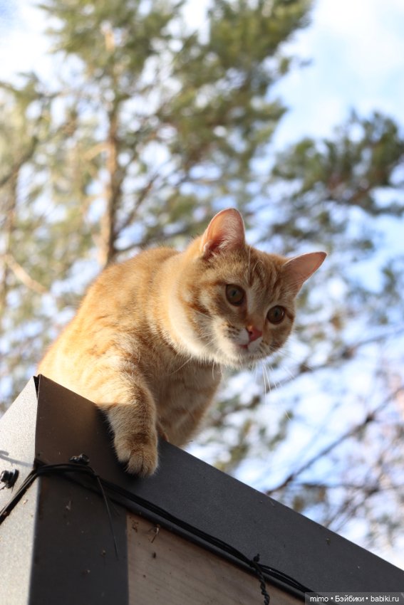 Побег из города — Коллекционные экшн (фото 5)