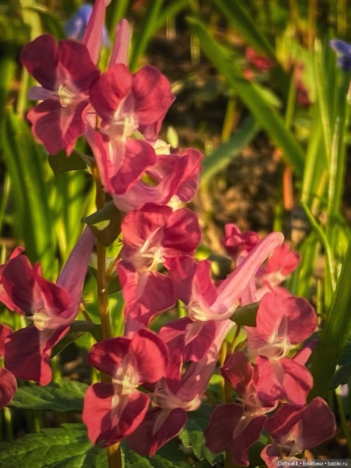 ЛуниБо — Авторские куклы BJD (БЖД) у нас дома: фото