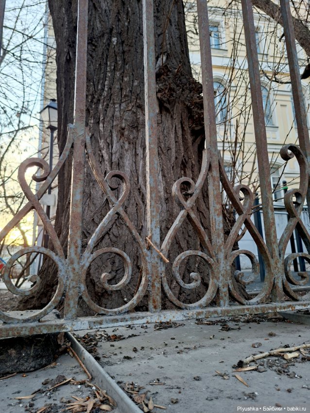 С Камелией по улицам Москвы