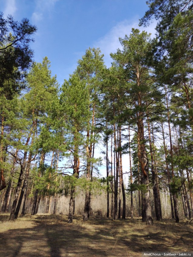 На прогулке в лесу — Аналоги Барби и куклы 1/6: клоны 90