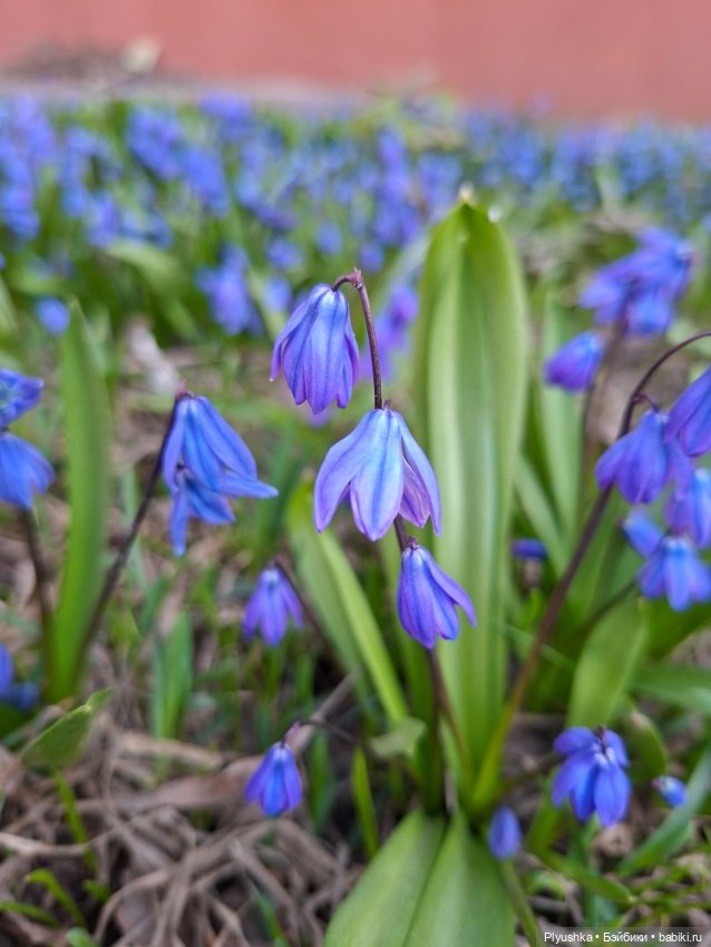 Цветочки, листочки, котик, Пончик)