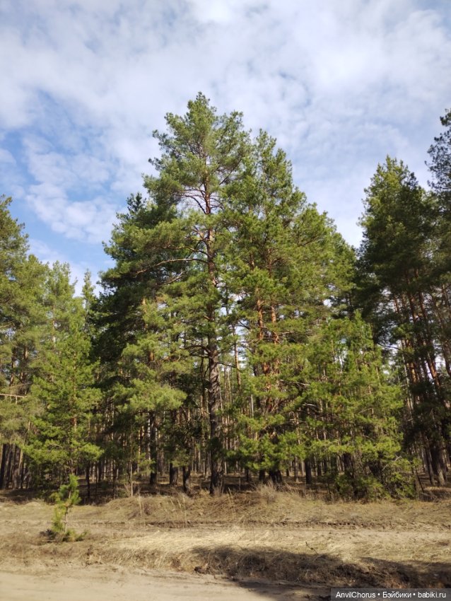 На прогулке в лесу — Аналоги Барби и куклы 1/6: клоны 90