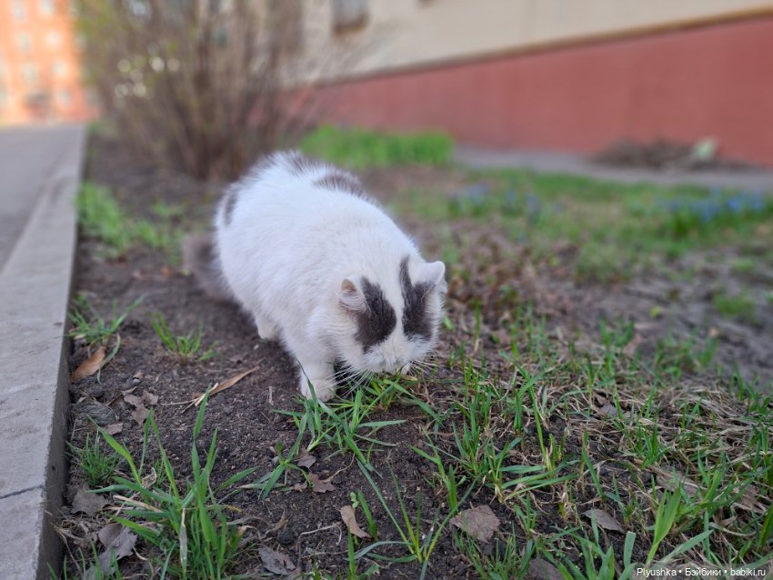 Цветочки, листочки, котик, Пончик)