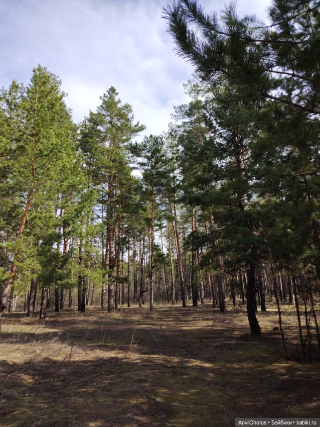 На прогулке в лесу — Аналоги Барби и куклы 1/6: клоны 90