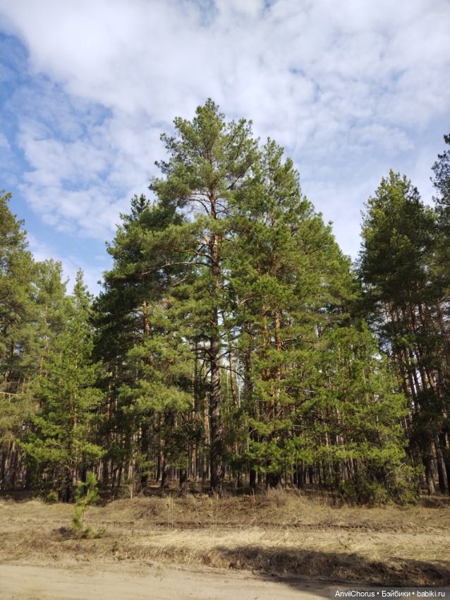 На прогулке в лесу — Аналоги Барби и куклы 1/6: клоны 90