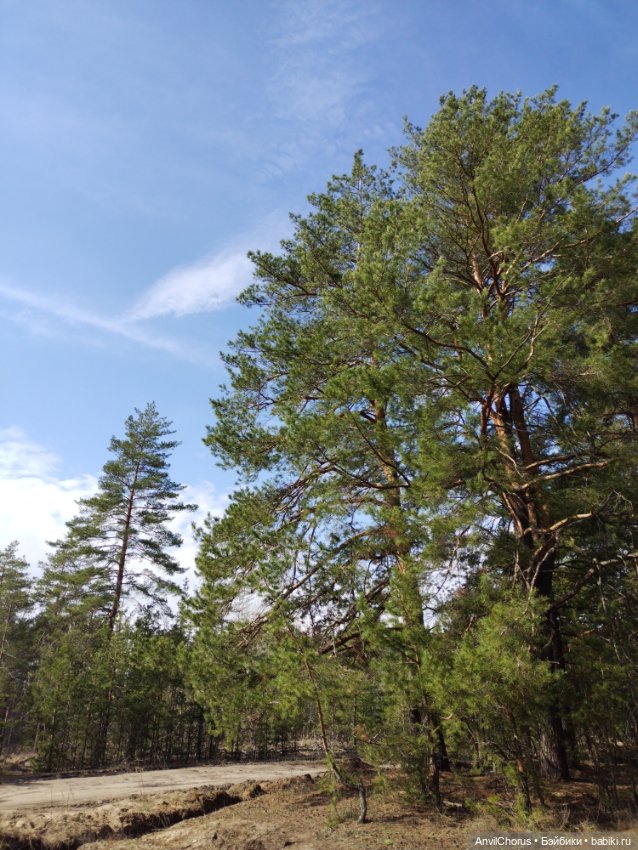 На прогулке в лесу — Аналоги Барби и куклы 1/6: клоны 90