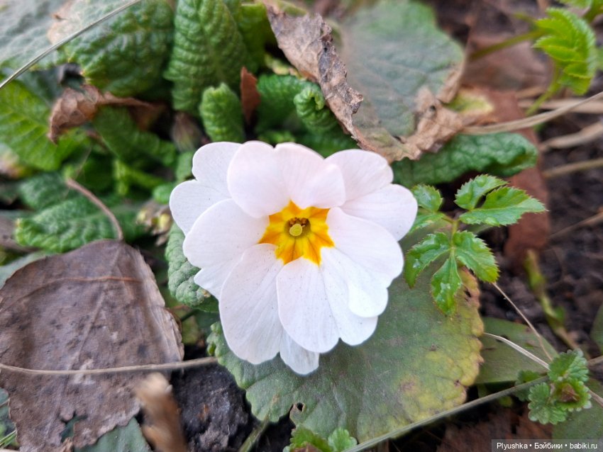 Цветочки, листочки, котик, Пончик) (фото 5)