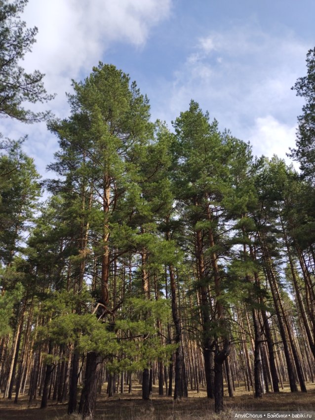 На прогулке в лесу — Аналоги Барби и куклы 1/6: клоны 90