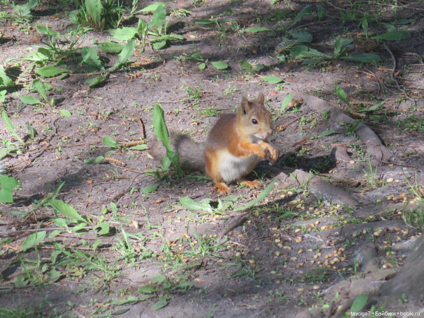 Лило дома и в путешествии