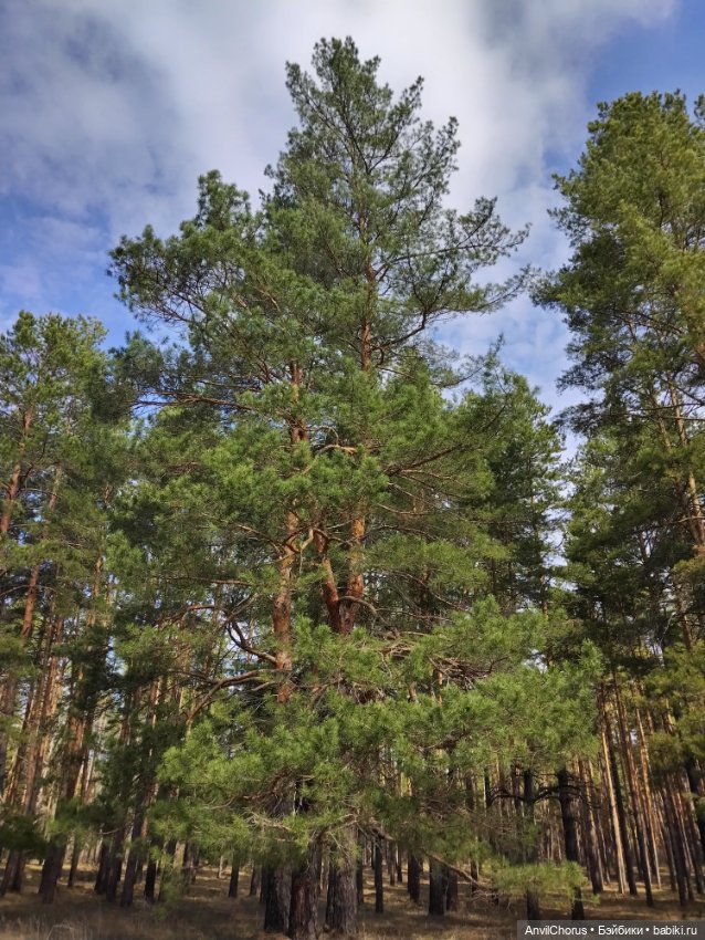 На прогулке в лесу — Аналоги Барби и куклы 1/6: клоны 90