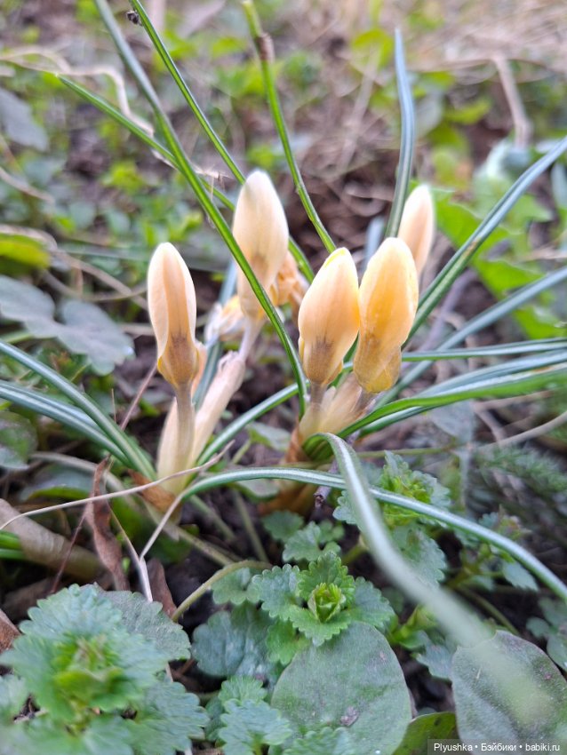 Цветочки, листочки, котик, Пончик) (фото 3)