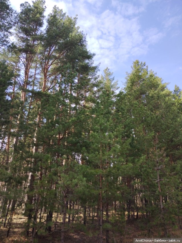 На прогулке в лесу — Аналоги Барби и куклы 1/6: клоны 90