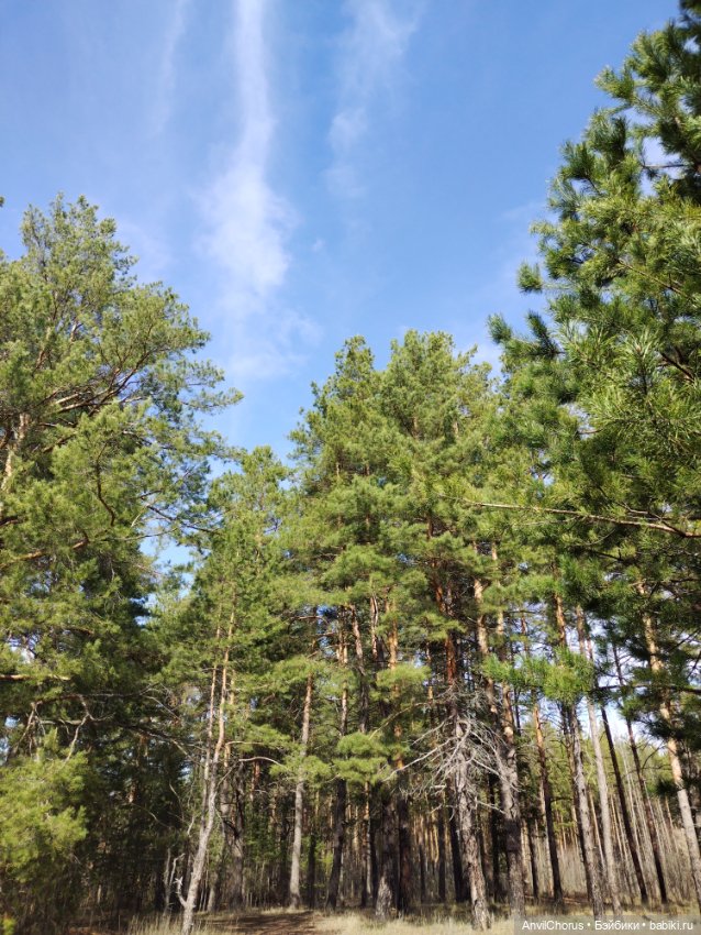 На прогулке в лесу — Аналоги Барби и куклы 1/6: клоны 90