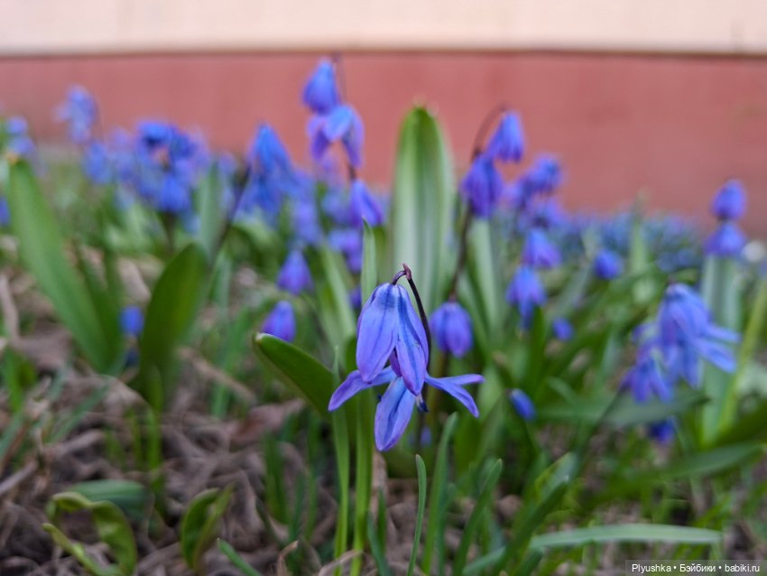 Цветочки, листочки, котик, Пончик) (фото 9)