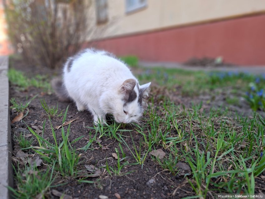 Цветочки, листочки, котик, Пончик)