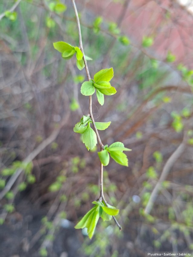 Цветочки, листочки, котик, Пончик)
