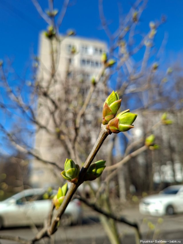 Цветочки, листочки, котик, Пончик)
