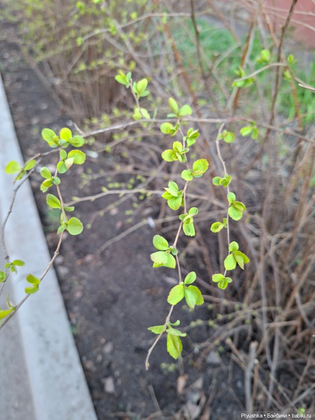 Цветочки, листочки, котик, Пончик)