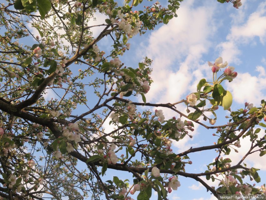 Лило дома и в путешествии