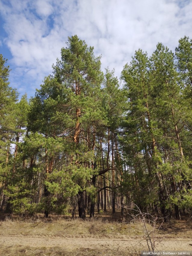 На прогулке в лесу — Аналоги Барби и куклы 1/6: клоны 90