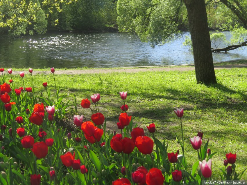 Лило дома и в путешествии