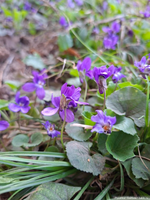 Цветочки, листочки, котик, Пончик)