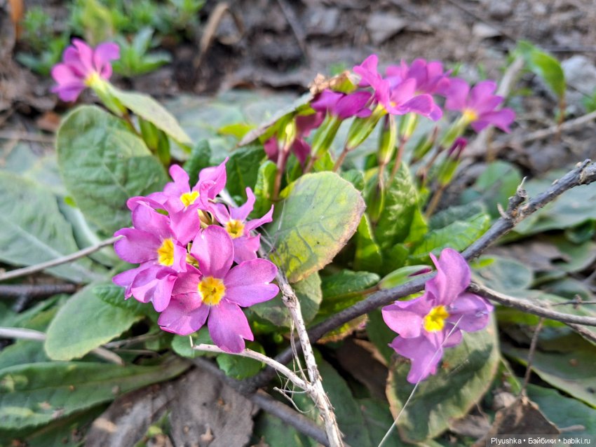 Цветочки, листочки, котик, Пончик) (фото 7)