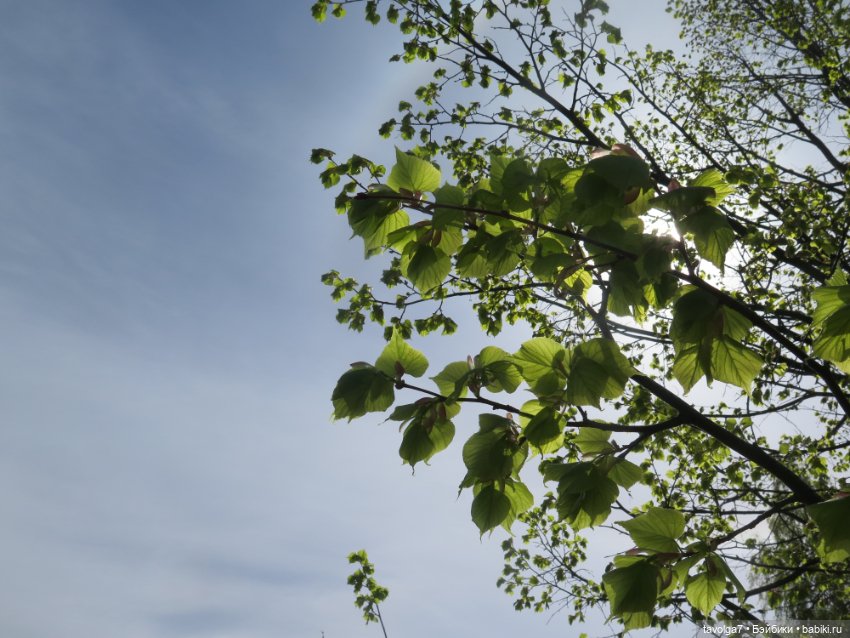 Лило дома и в путешествии