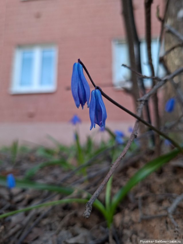 Цветочки, листочки, котик, Пончик) (фото 8)